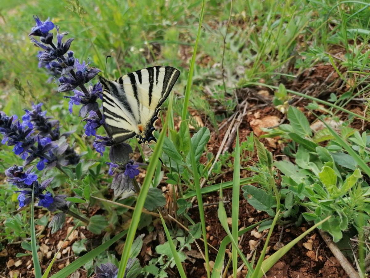 Ferienresidenz Lavandula Nova Vas  ภายนอก รูปภาพ